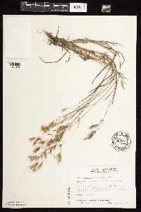 Image of Bromus japonicus