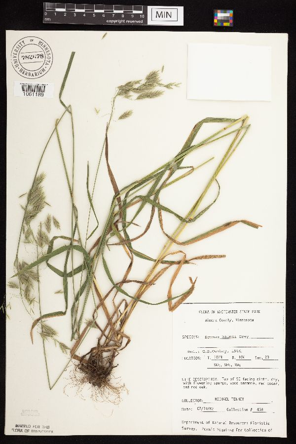 Bromus kalmii image