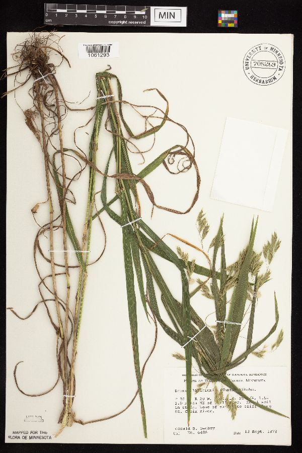 Bromus latiglumis image