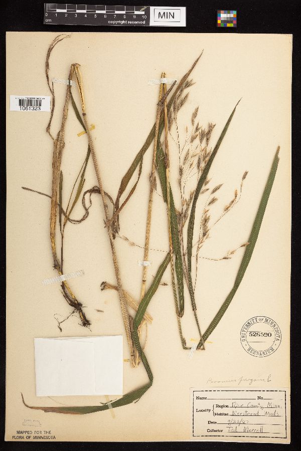 Bromus pubescens image