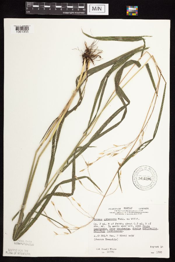 Bromus pubescens image