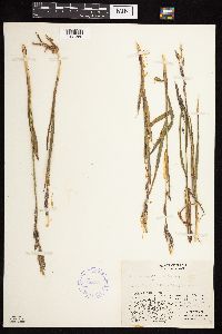 Bromus pumpellianus image