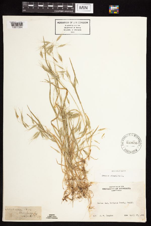 Bromus sterilis image