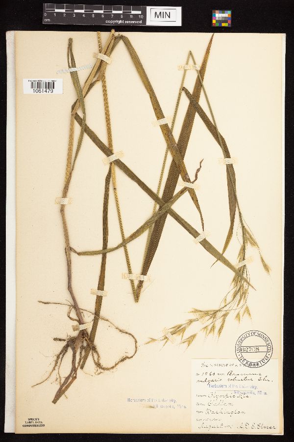 Bromus vulgaris image