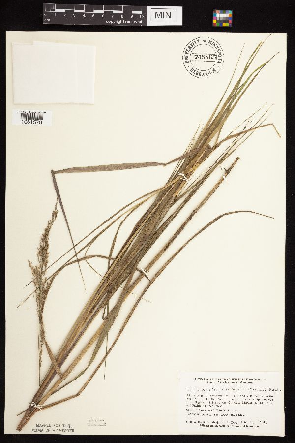 Calamagrostis image