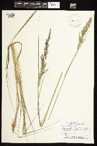 Calamagrostis canadensis image