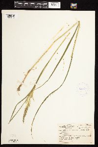 Calamagrostis canadensis image