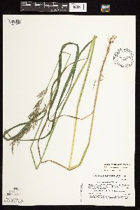 Calamagrostis canadensis var. langsdorfii image