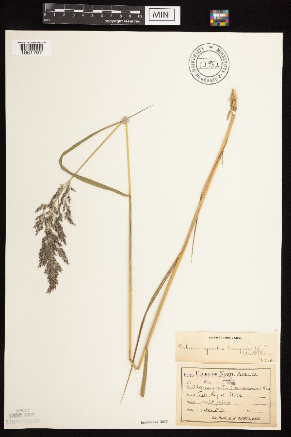 Calamagrostis canadensis var. langsdorfii image