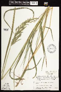 Calamagrostis canadensis image