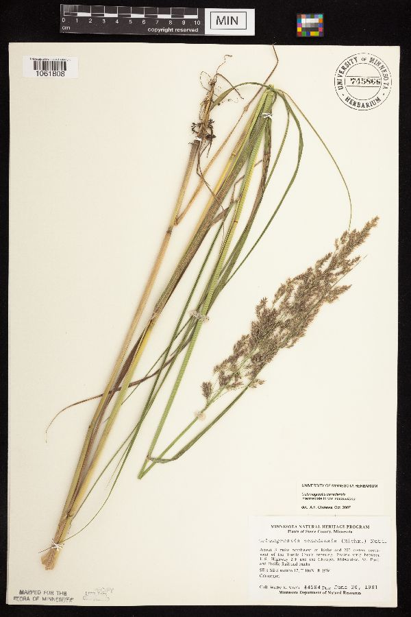 Calamagrostis image