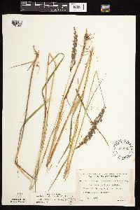 Calamagrostis canadensis var. macouniana image