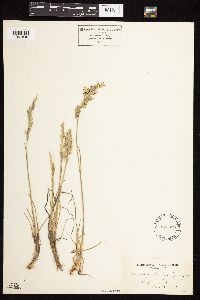Image of Calamagrostis montanensis