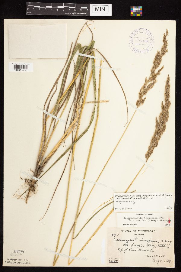 Calamagrostis stricta subsp. inexpansa image