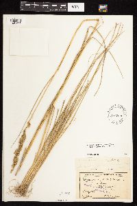 Calamagrostis stricta image