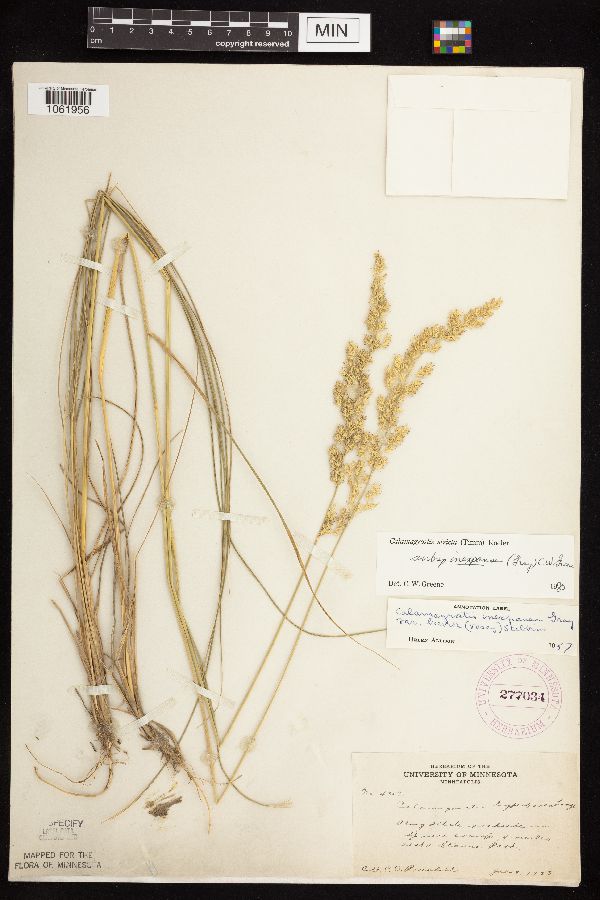 Calamagrostis stricta image