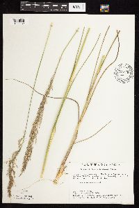 Calamovilfa longifolia image