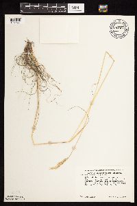 Danthonia spicata image