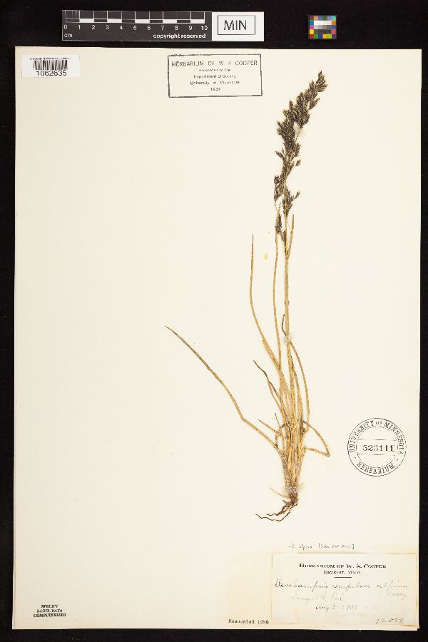 Deschampsia alpina image