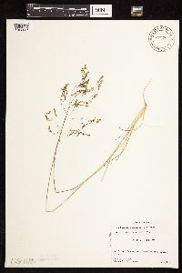 Deschampsia cespitosa subsp. cespitosa image