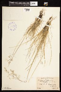 Deschampsia cespitosa image