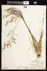 Deschampsia cespitosa image