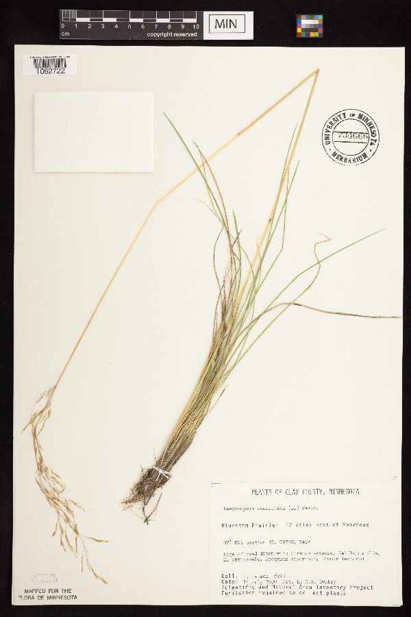 Deschampsia cespitosa image