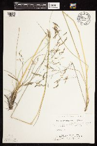 Deschampsia cespitosa subsp. cespitosa image