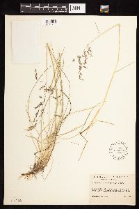 Deschampsia cespitosa image