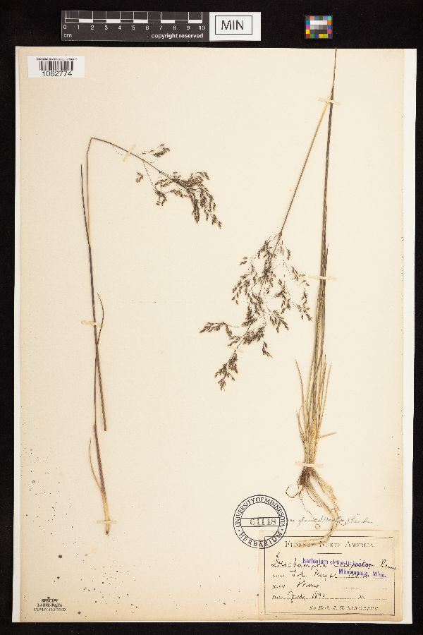 Deschampsia cespitosa subsp. cespitosa image