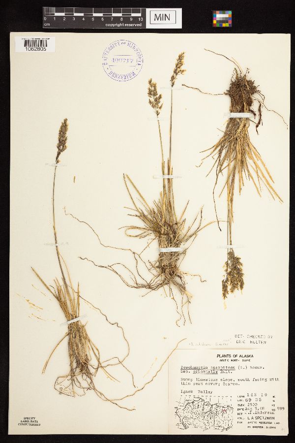 Deschampsia sukatschewii image