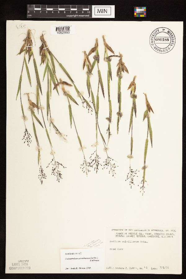 Dichanthelium columbianum image