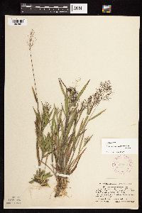 Dichanthelium acuminatum subsp. columbianum image