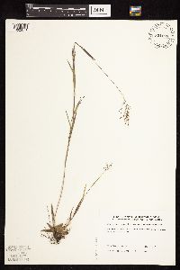 Dichanthelium acuminatum subsp. fasciculatum image