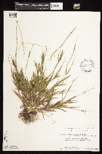 Dichanthelium acuminatum subsp. fasciculatum image