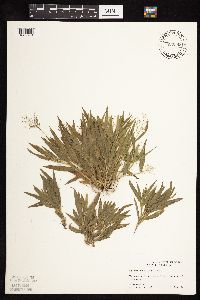 Dichanthelium acuminatum image