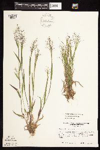Dichanthelium acuminatum image