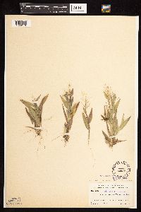 Dichanthelium acuminatum subsp. thermale image