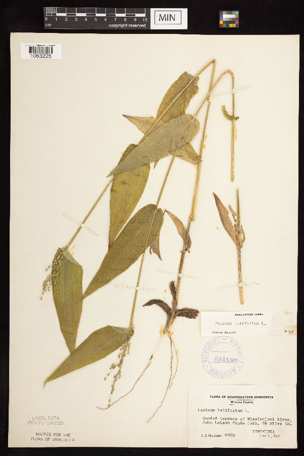 Dichanthelium latifolium image