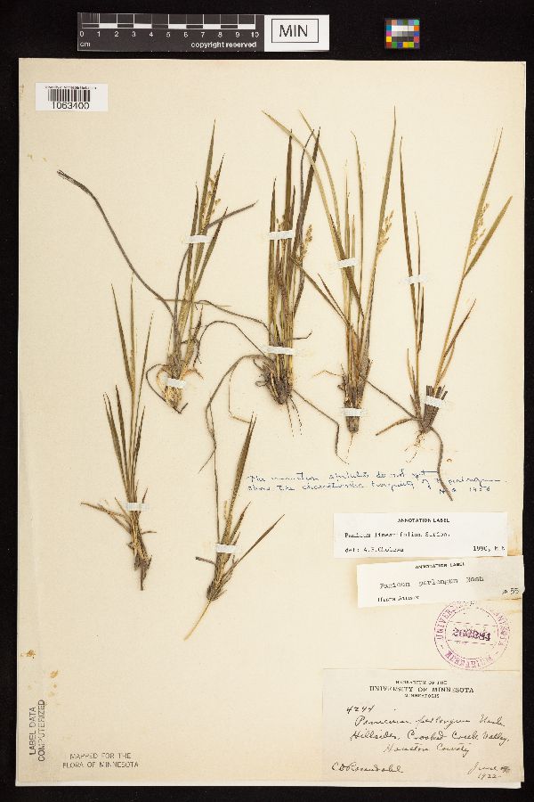 Dichanthelium linearifolium image