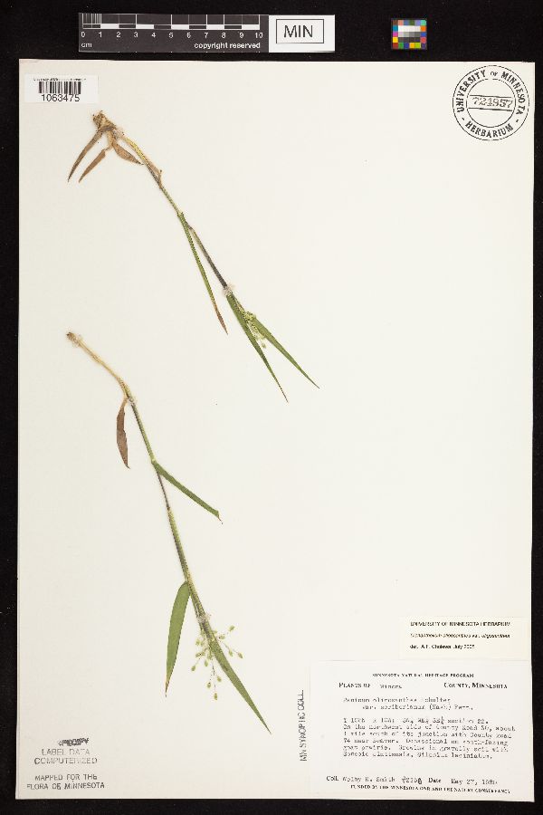 Dichanthelium oligosanthes subsp. oligosanthes image