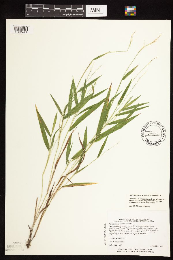 Dichanthelium oligosanthes subsp. oligosanthes image