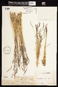 Calamagrostis bolanderi image