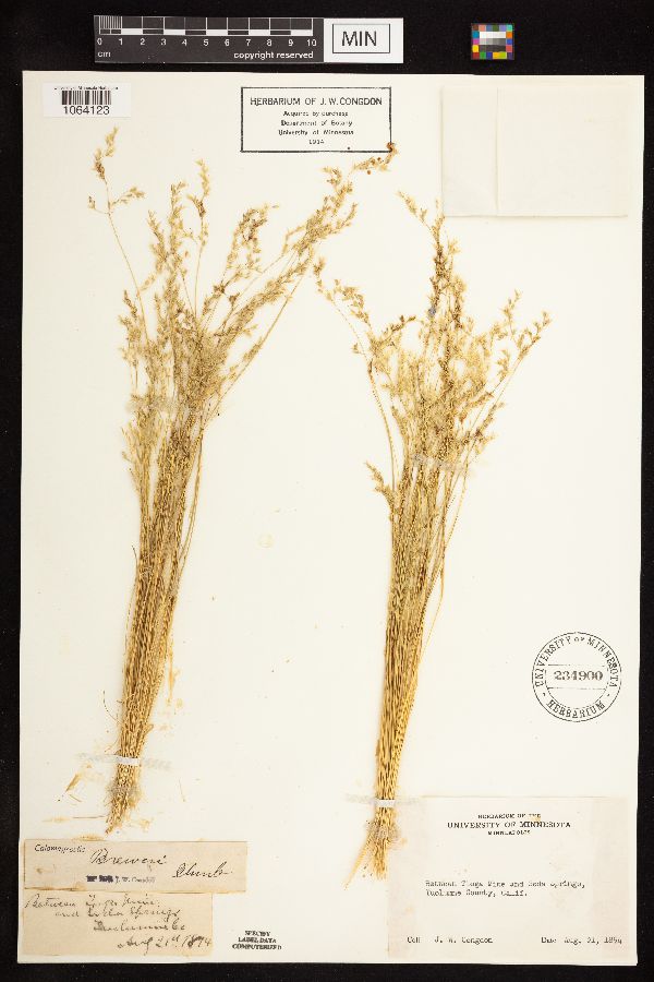 Calamagrostis breweri image