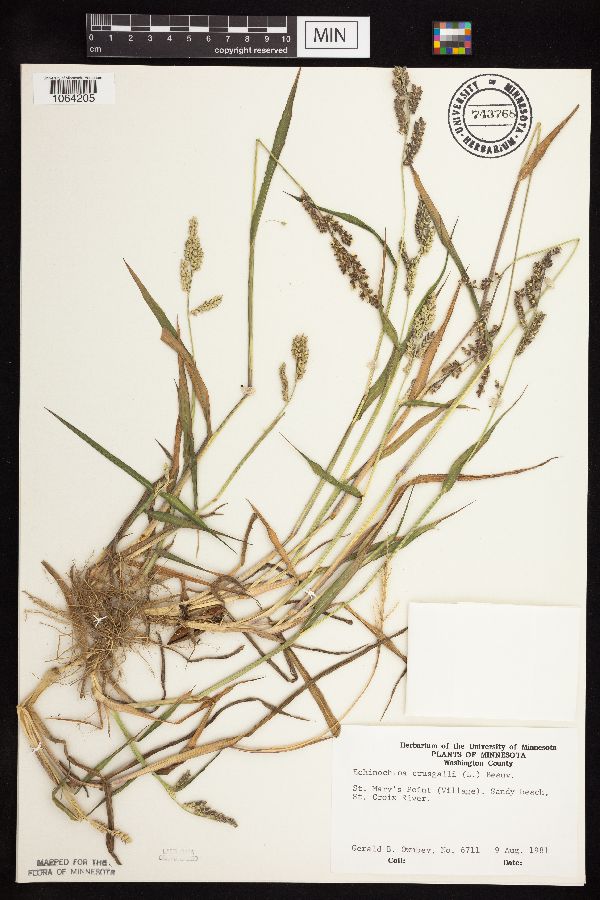 Echinochloa crus-galli image