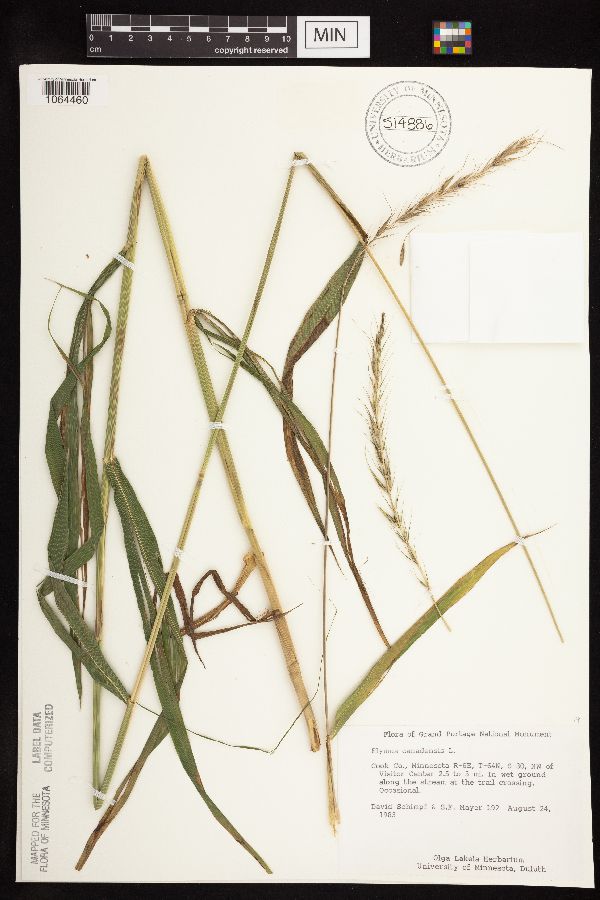 Elymus canadensis image