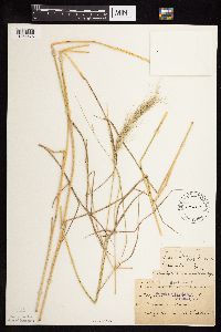 Image of Elymus canadensis
