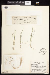 Elymus canadensis image