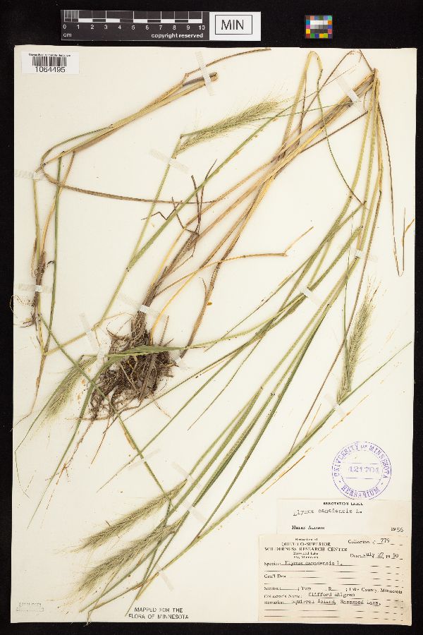 Elymus canadensis image