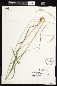 Elymus canadensis image